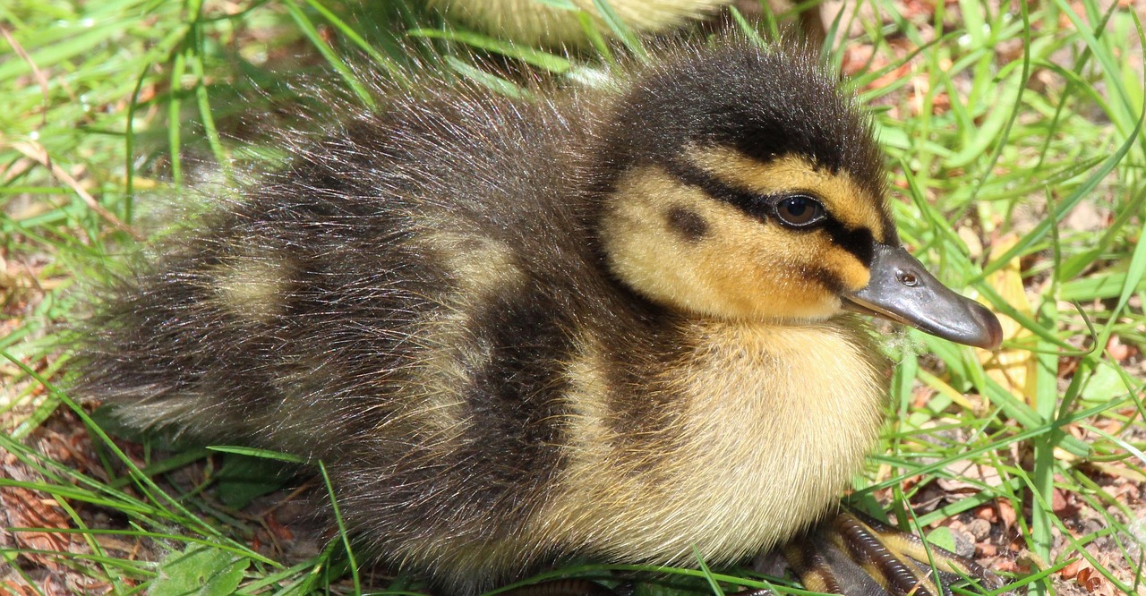 300+ Free Yellow Duck & Duck Images - Pixabay