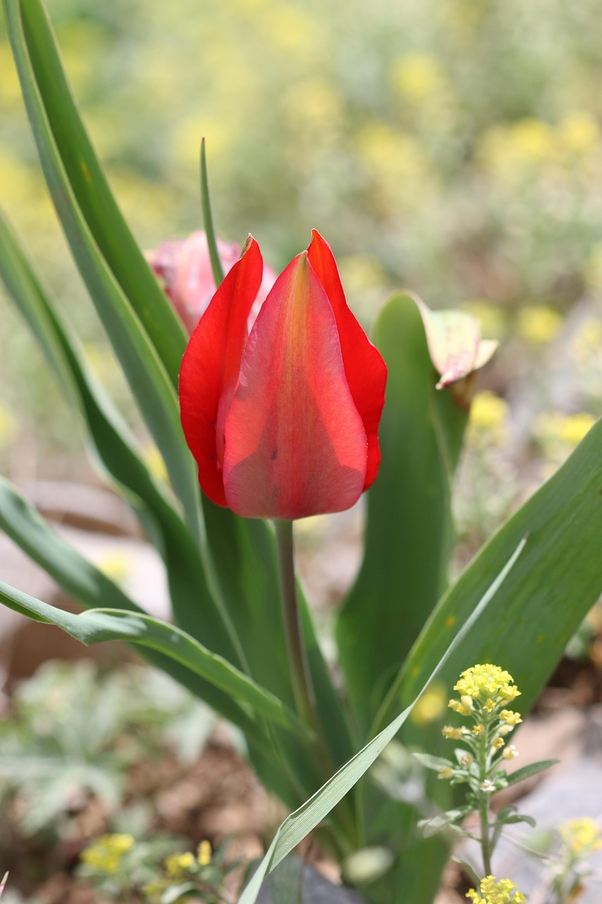 Bunga Tulp Hijau Merah - Foto gratis di Pixabay - Pixabay