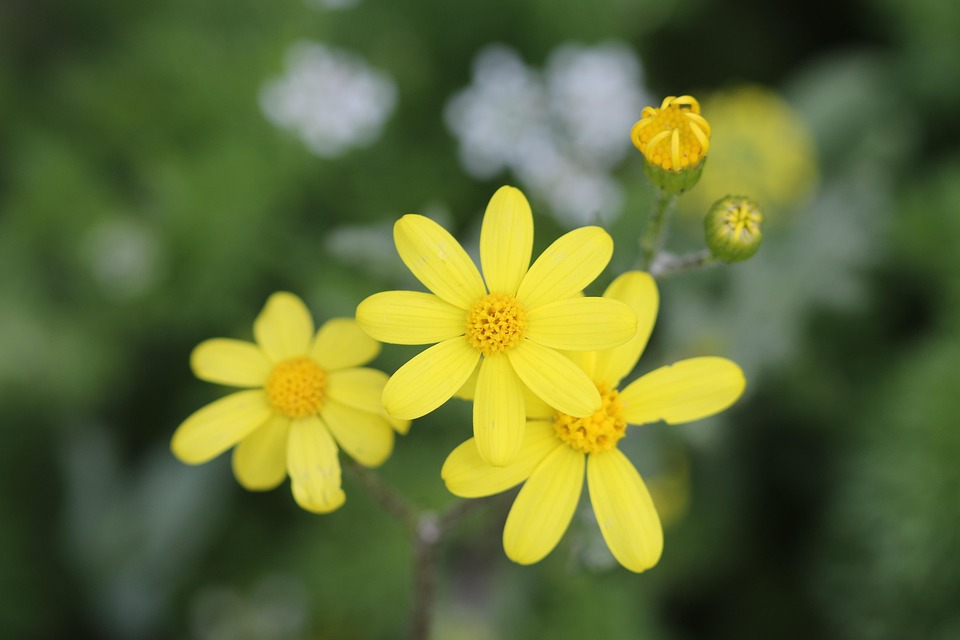 Green Yellow Flower Free photo on Pixabay Pixabay
