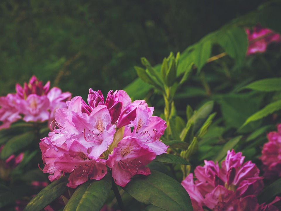 Rhododendron Magenta Arbuste - Photo gratuite sur Pixabay - Pixabay