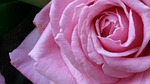 pink, pink rose, blossom