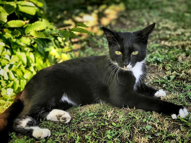 Kat, Kæledyr, Sort, Sort Kat, Dyr