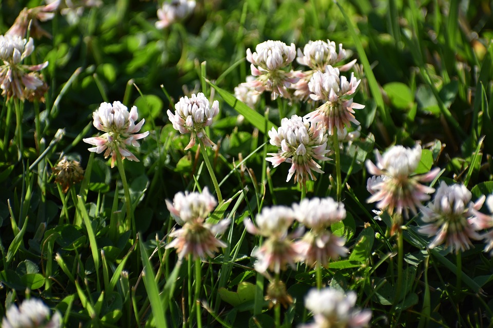 Clover Grass Free photo on Pixabay