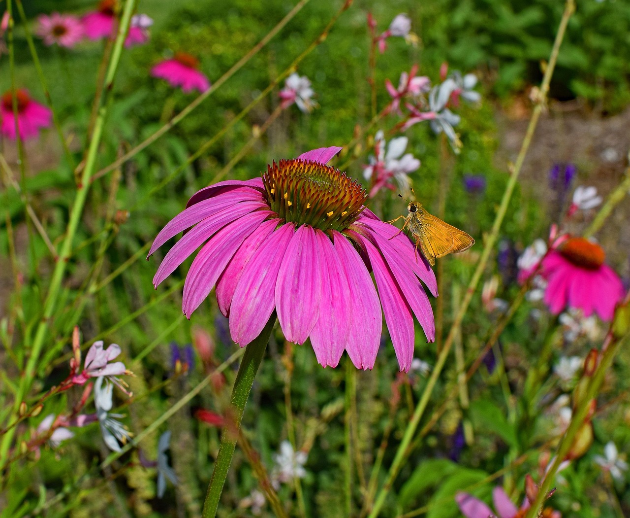 Tawny-Edged Skipper - free online jigsaw puzzle photo