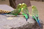 budgie, bird, parakeet
