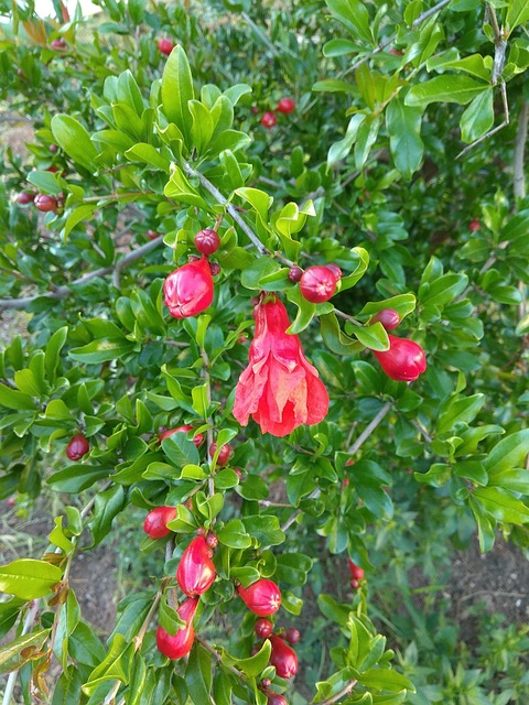 Free Garnet Plant photo and picture