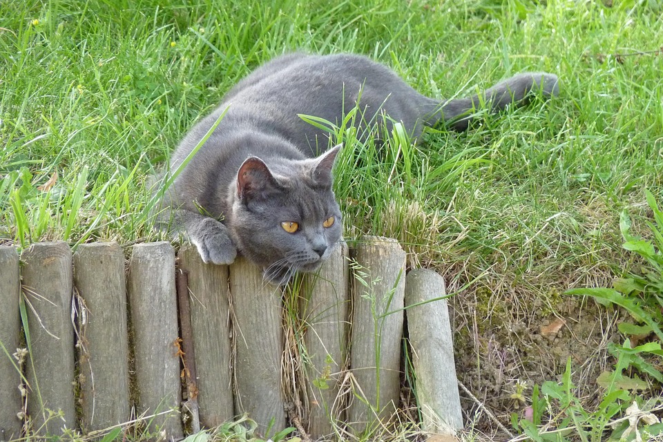 Gatto Certosino Micio Foto Gratis Su Pixabay
