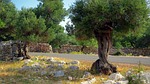 the european olive, tree, the plant is spinous