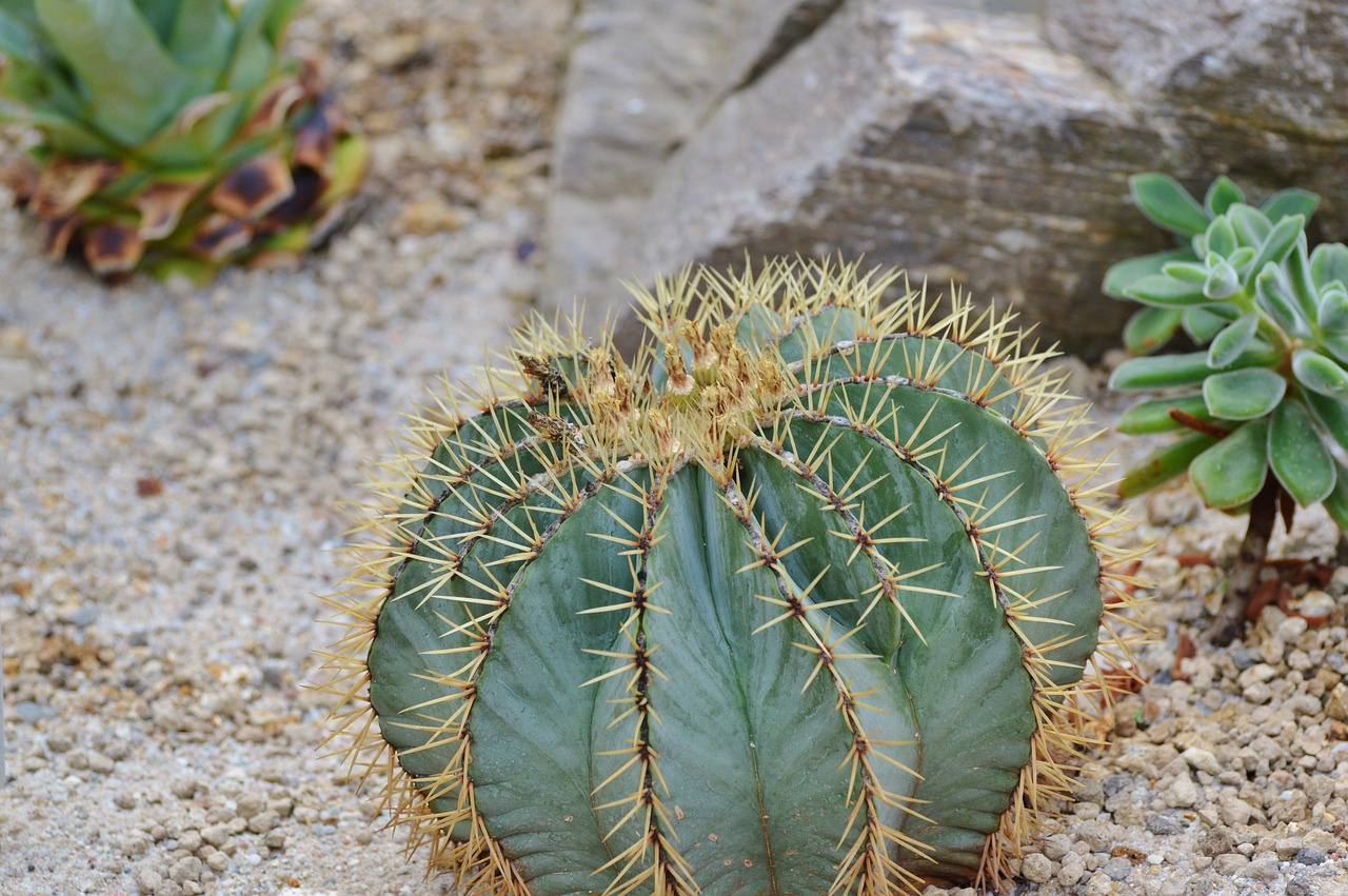 Cactus Estimular Verde - Foto gratis en Pixabay