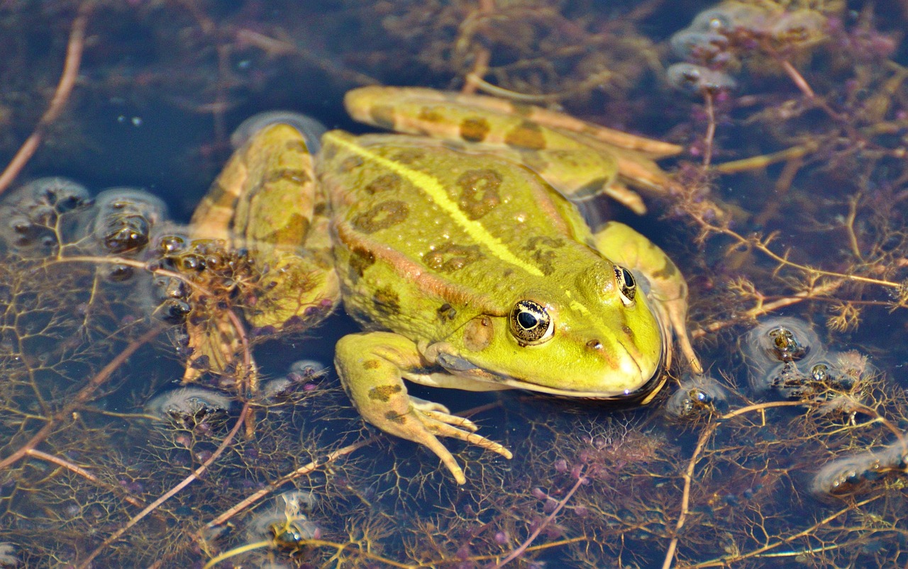 Frog - free online jigsaw puzzle photo