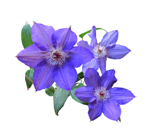 Klematis, Lilla, Natur, Blomst, Creeper