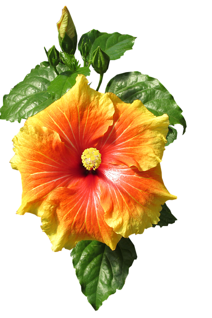Blume, Tropisch, Strauch, Garten, Natur