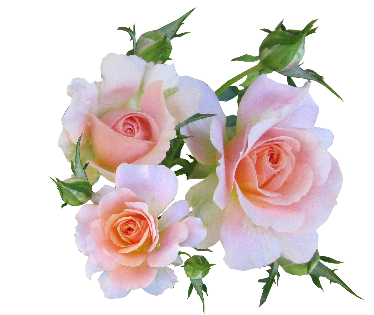 Flowers Pink Roses Free Image On Pixabay