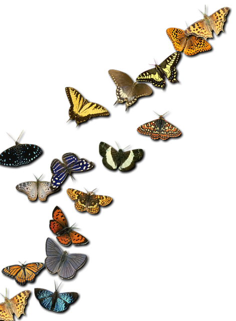Free insects metamorphosis nature illustration