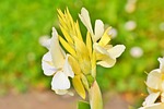 indian flower tube, australian arrowroot, the canna indicia
