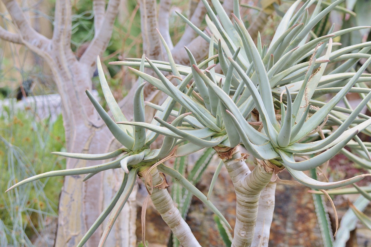 Agave Cactus Succulent - Free photo on Pixabay