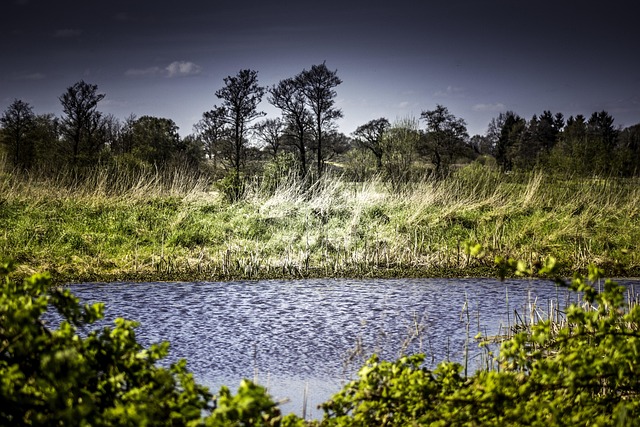 Free Pond Water photo and picture