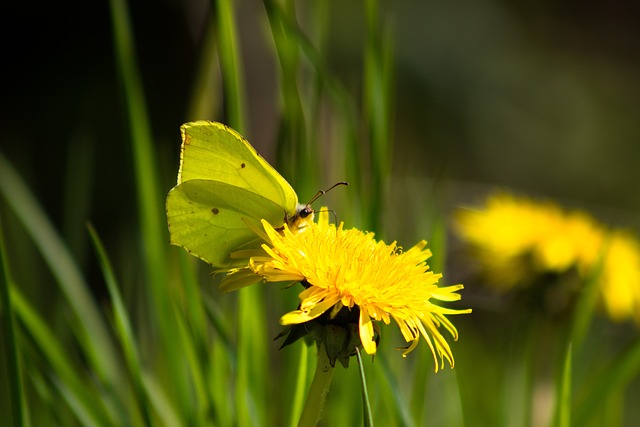 Free Spring Butterfly photo and picture