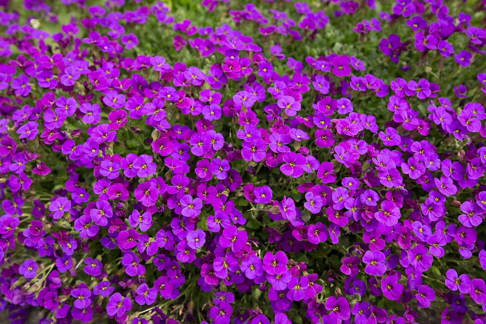 violet flowers nature free