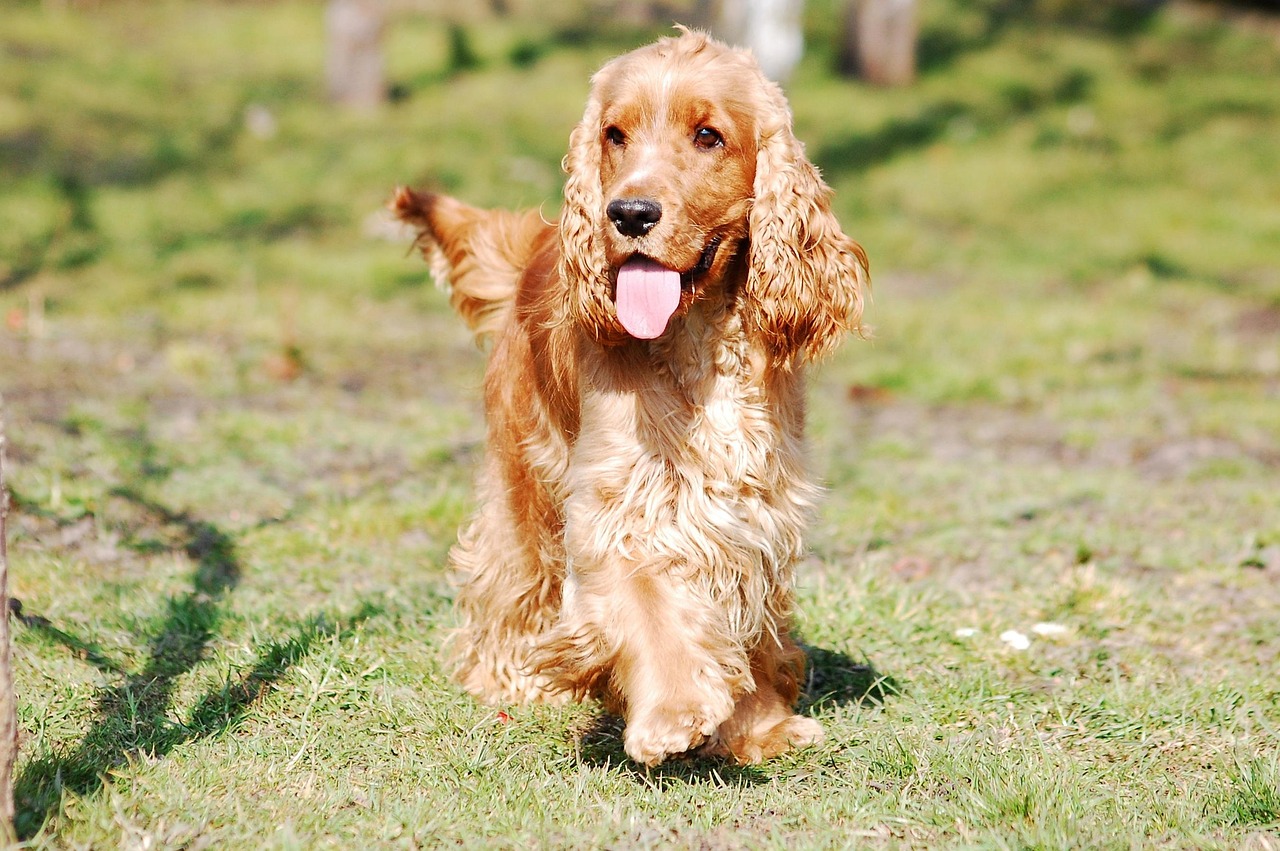 900 Free Cocker Spaniel Dog Images Pixabay 900 Free Cocker Spaniel Dog Images Pixabay