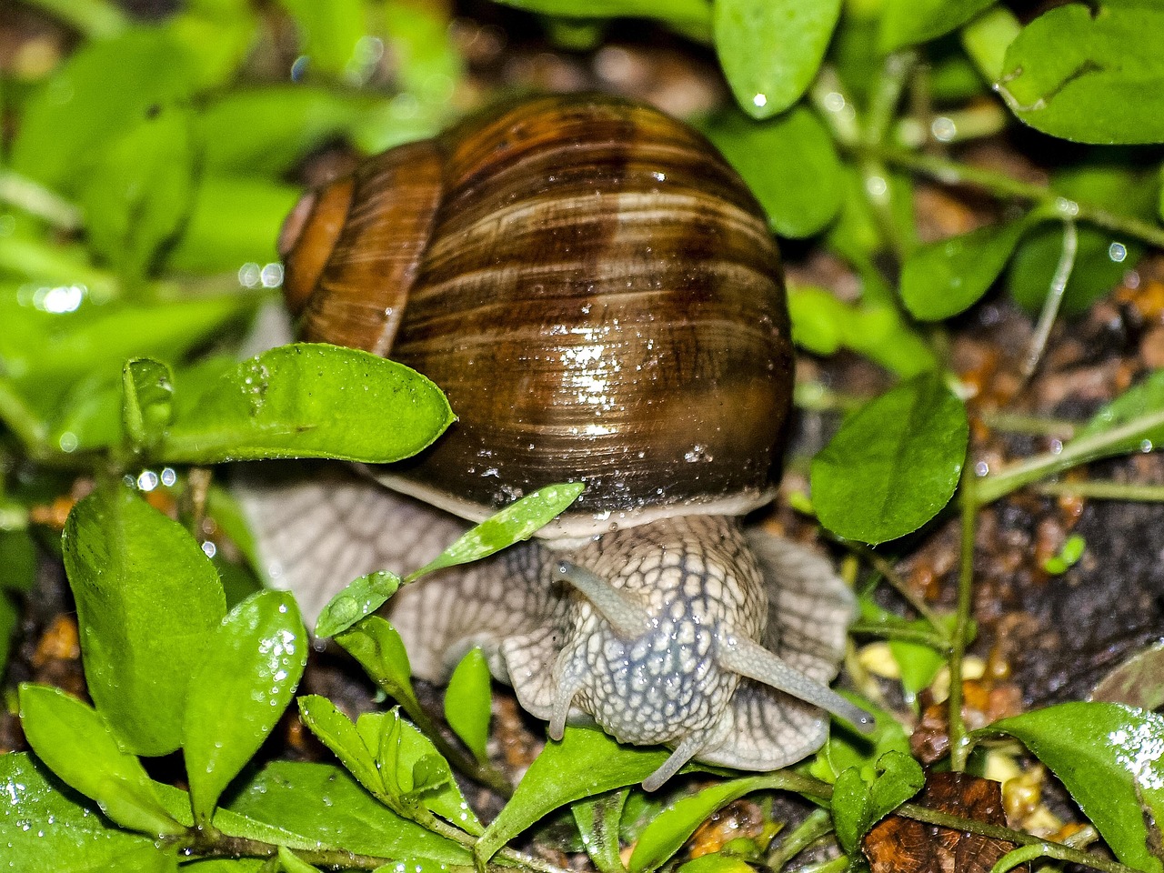 Escargot Animal Rampant - Photo gratuite sur Pixabay - Pixabay