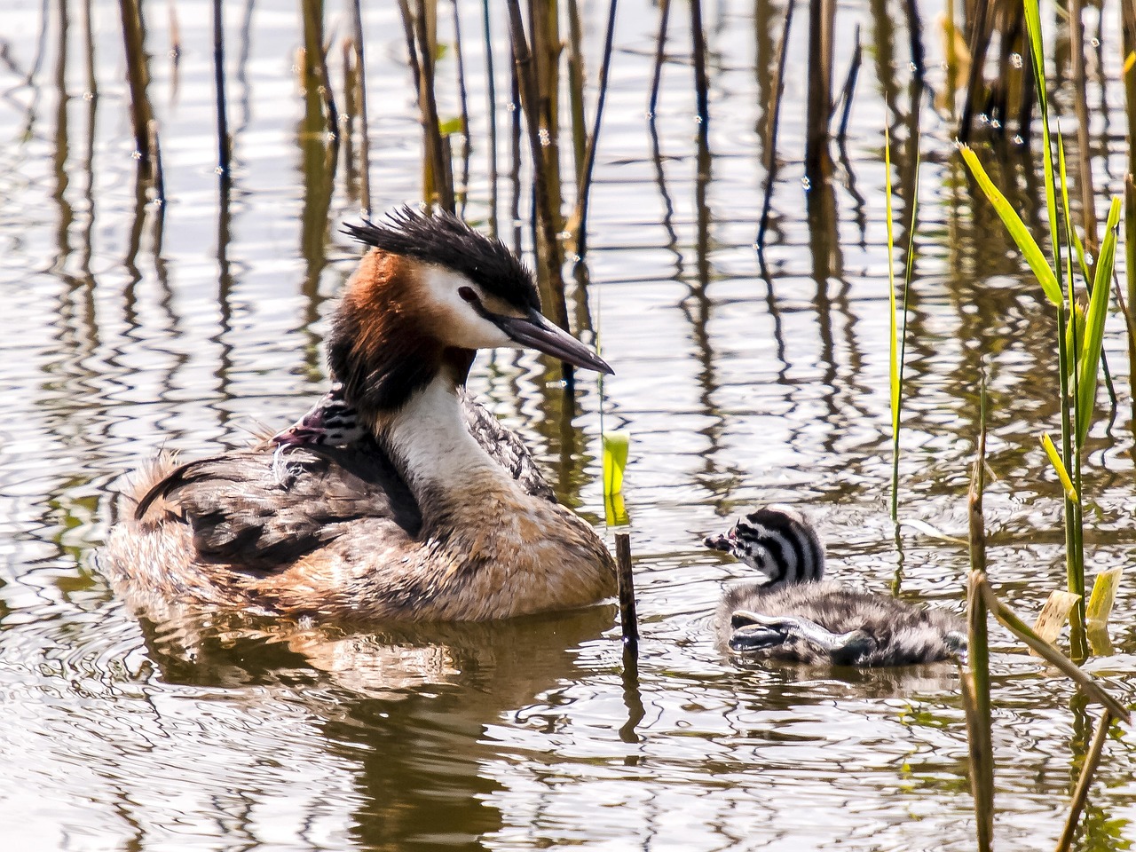 Grieve Bird Great Crested Grebe Diver Water - Free photo on Pixabay