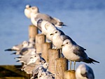 mew gull, seagull, water bird