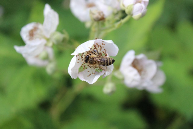 Free Bee Honey photo and picture
