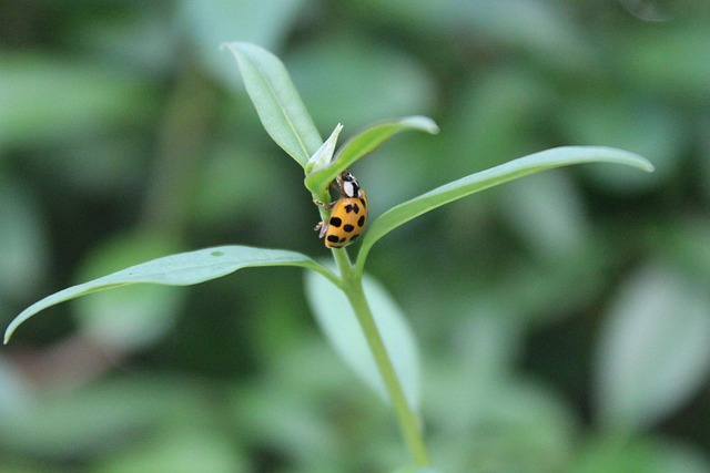 Free Beetle Ladybug photo and picture