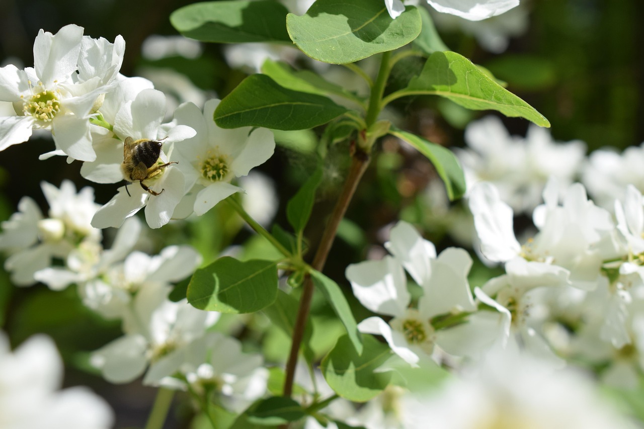Bee - free online jigsaw puzzle photo