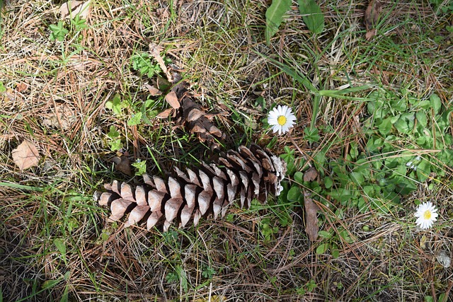Free Cone Flower photo and picture