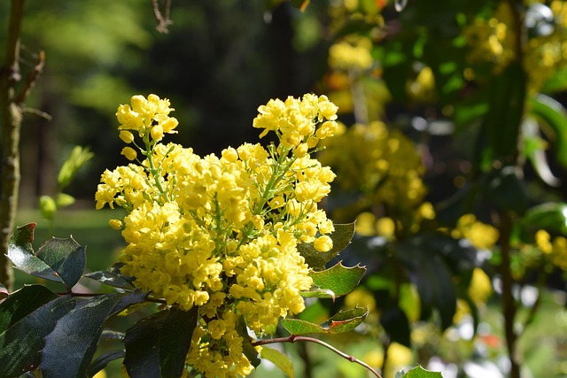 Free Yellow Flower Background photo and picture