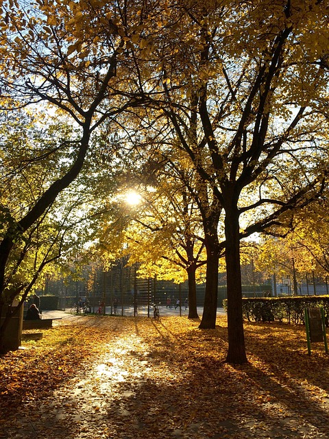 Free Fall Trees photo and picture