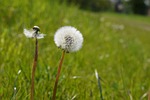 dandelion, flower, nature