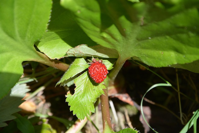 Morango Fruta Natureza - Foto gratuita no Pixabay - Pixabay
