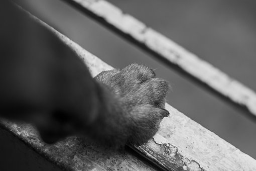 Hund, Pote, Dyr, Kæledyr, Hundehvalp