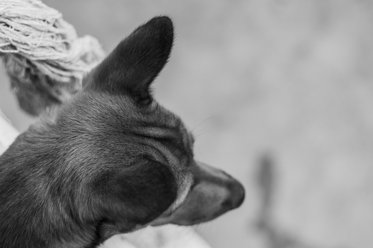 Dog Paw Animal Free Photo On Pixabay Pixabay