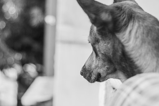 Hund, Pote, Dyr, Kæledyr, Hundehvalp