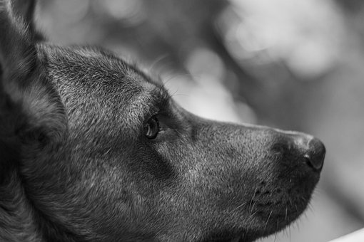 Hund, Pote, Dyr, Kæledyr, Hundehvalp