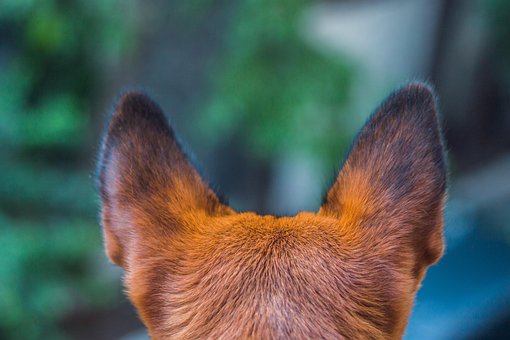 Hund, Pote, Dyr, Kæledyr, Hundehvalp