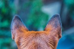 dog, paw, animal