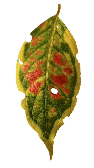 Free foliage leaf fall multicoloured illustration