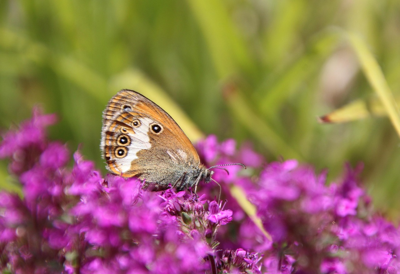 Butterfly Free photo on Pixabay