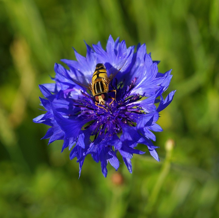 Flower Cornflower Blue · Free photo on Pixabay
