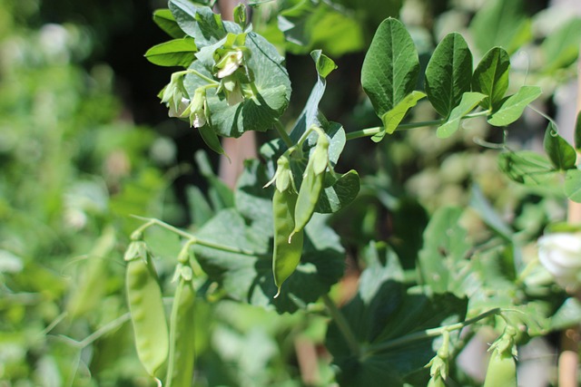 Free Mangetout Pea photo and picture