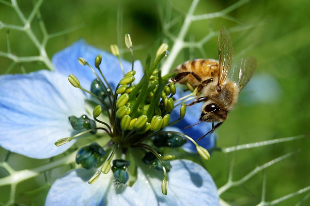 Biene, Sommer, Insekt, Natur