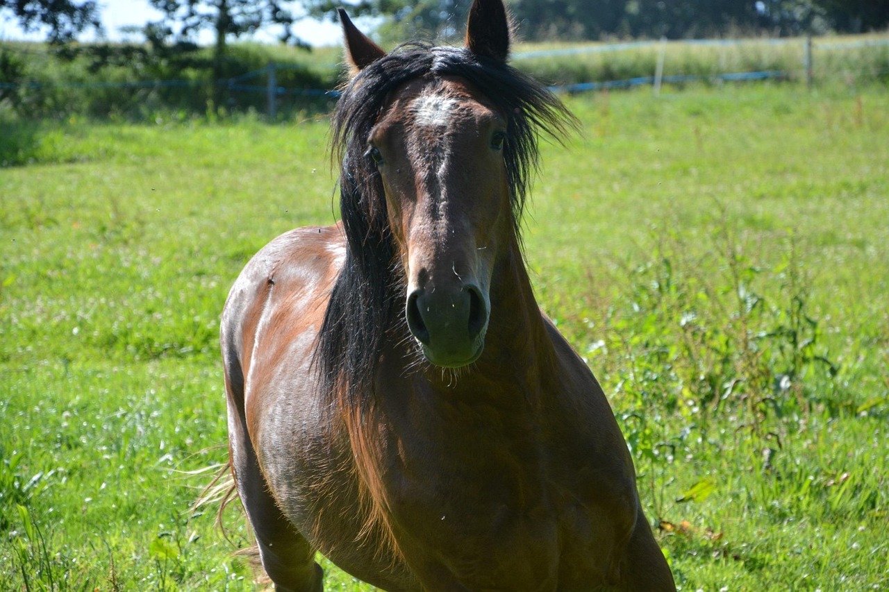 Horse - free online jigsaw puzzle photo