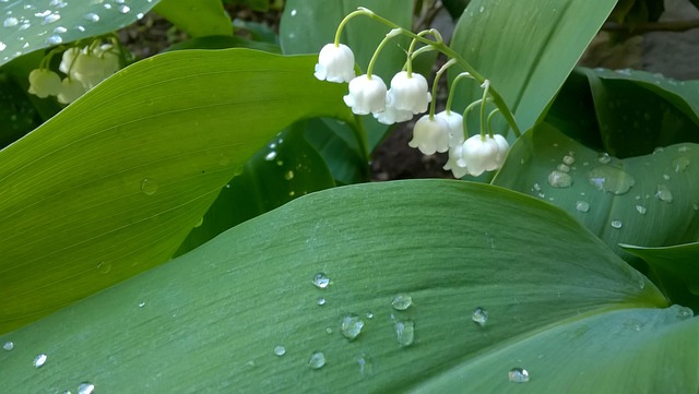 Free Lily Of The Valley Flowers photo and picture
