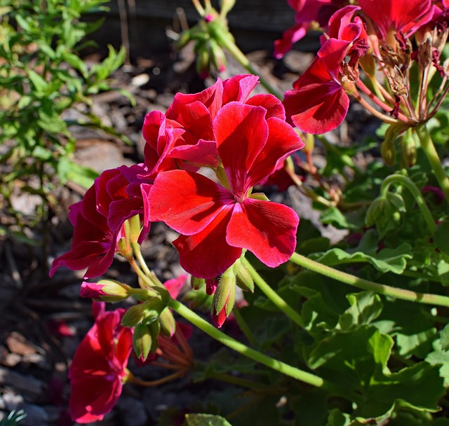 Free Red Geranium Geranium photo and picture