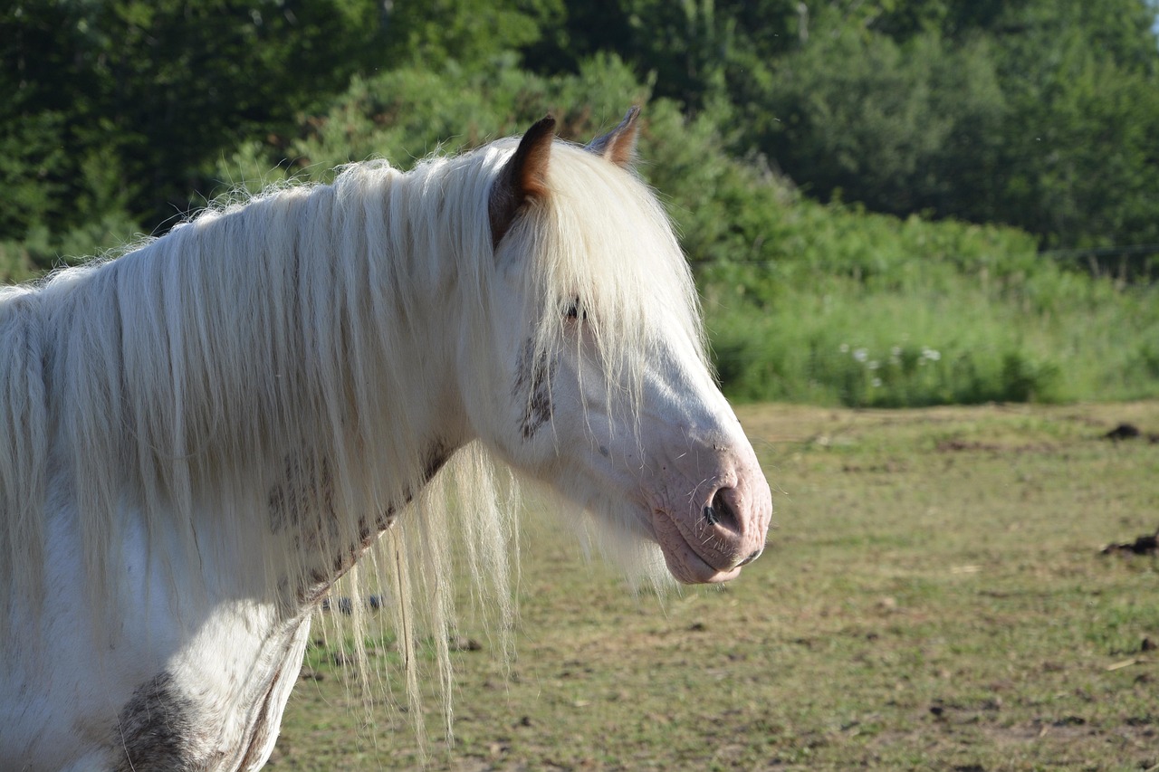 Horse Mare Filly Free photo on Pixabay Pixabay